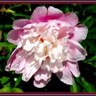 Pivoine rose