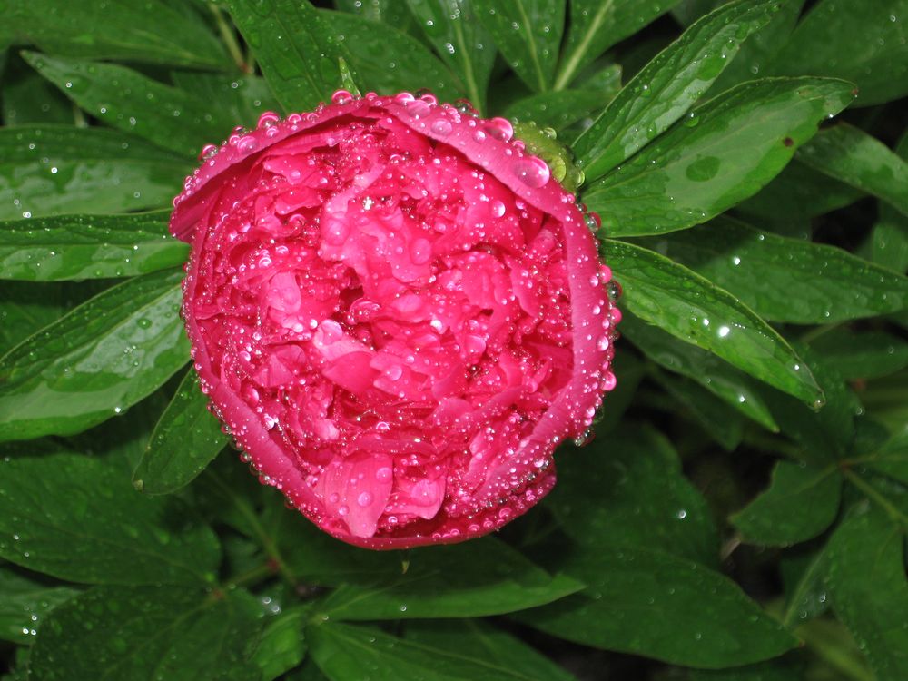 ..Pivoine sous la pluie...