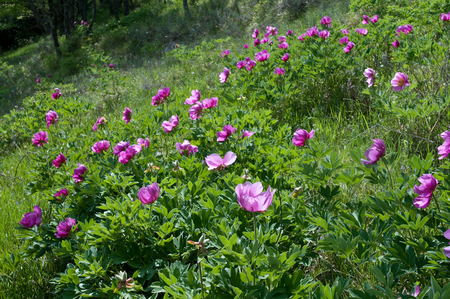 Pivoines