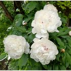 Pivoines blanches