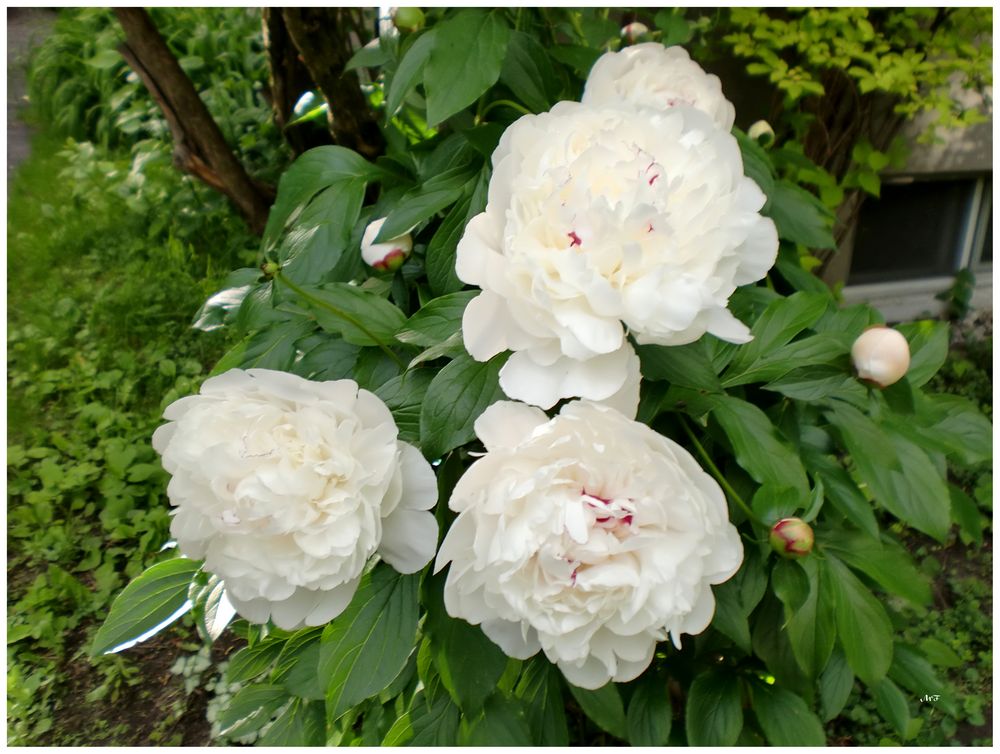 Pivoines blanches