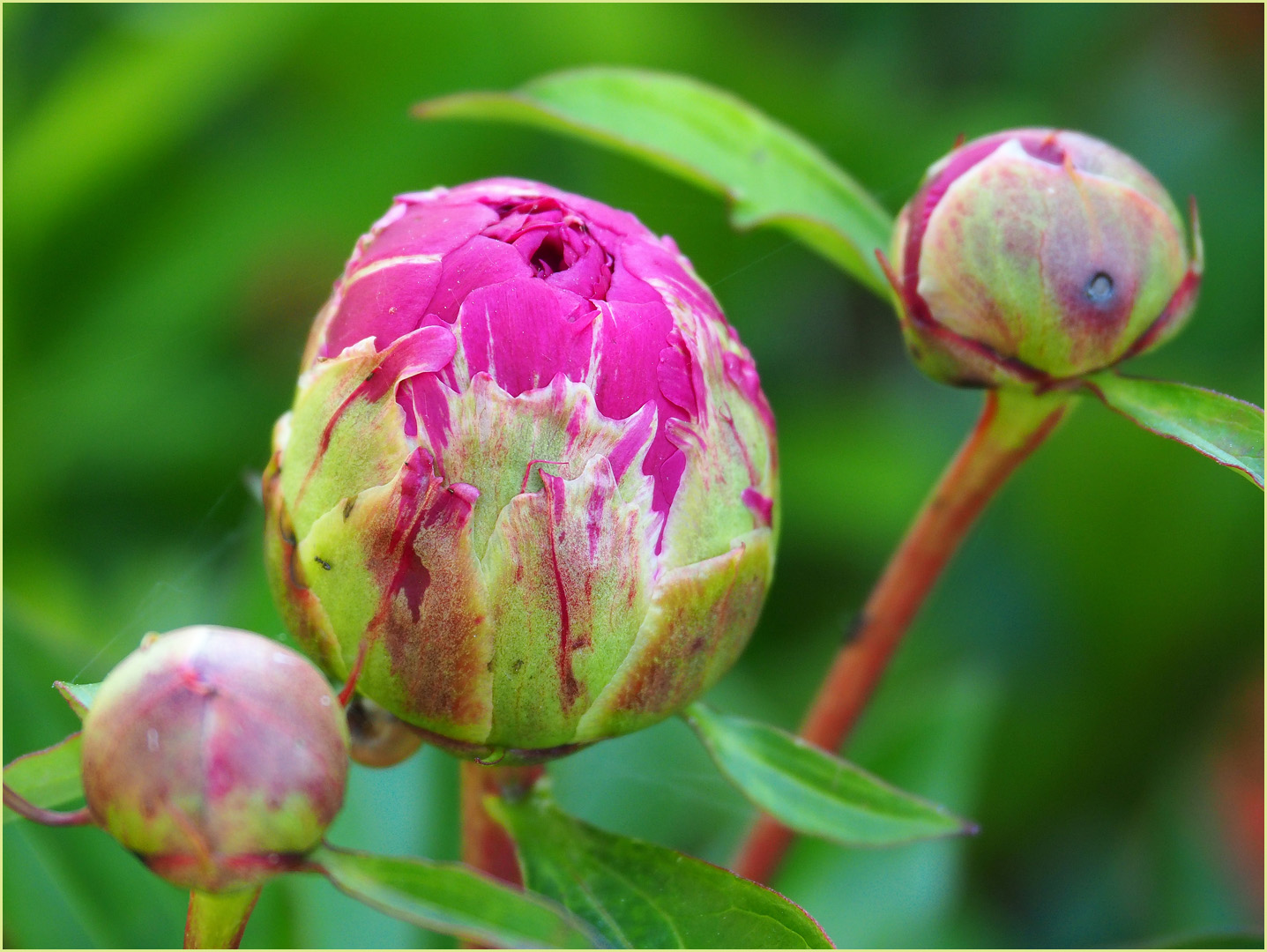 Pivoines en boutons