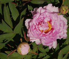 pivoines odorantes.JOYEUSES PAQUES