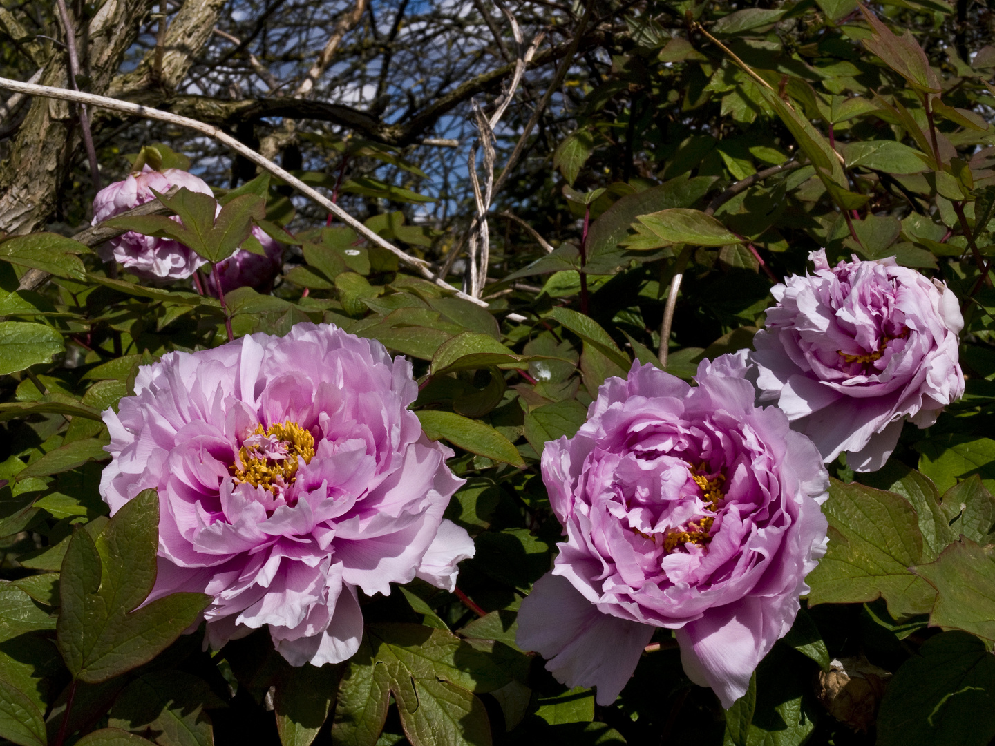 Pivoines …très en avance !