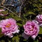 Pivoines …très en avance !