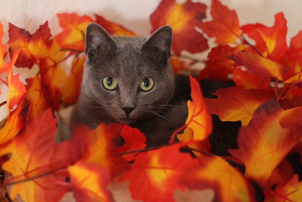 Pixie im Herbstlaub