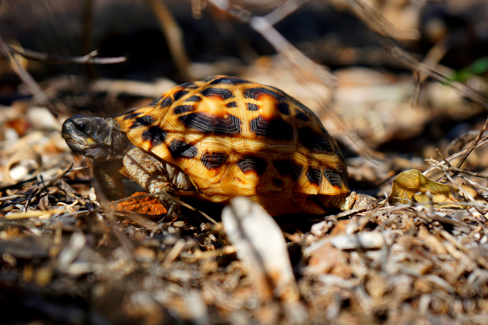 Pixis Arachnoides Schildkröte