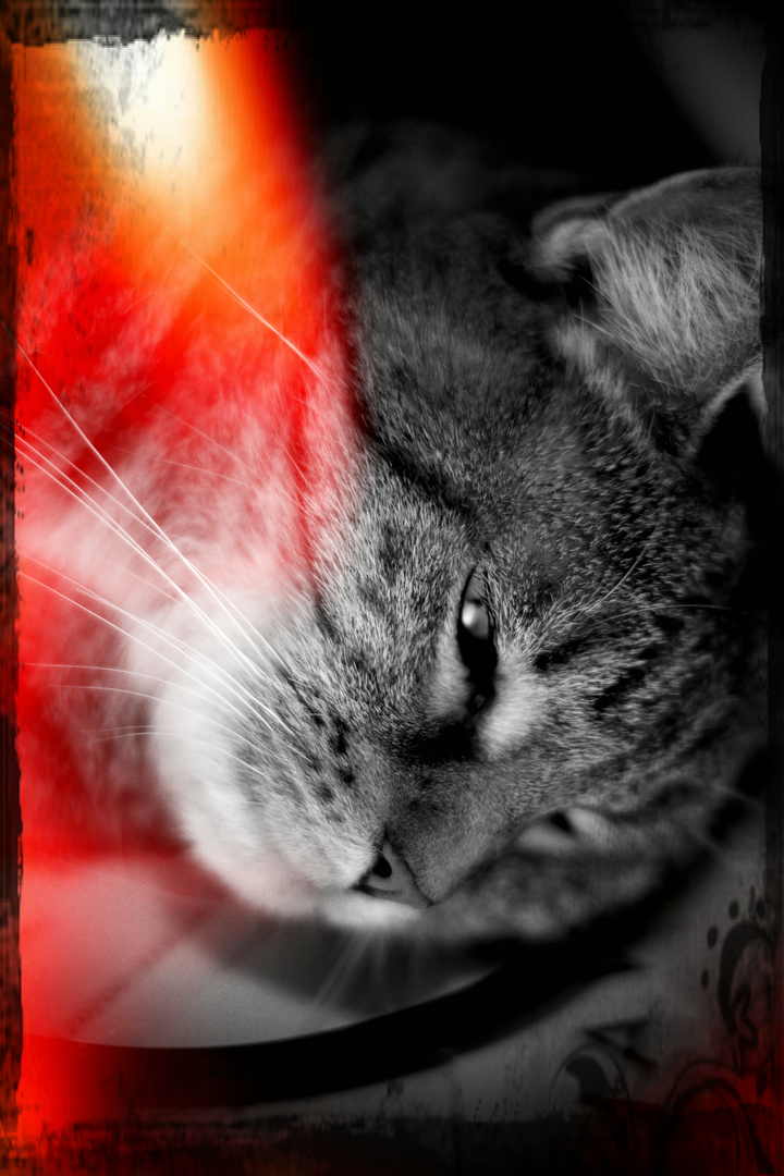 Pixlromatic Cat