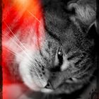 Pixlromatic Cat