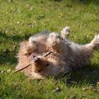 Piz-Buin Stellung oder "Auch Hunde lieben die Sonne"