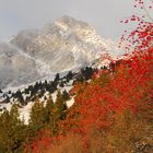 Piz Mitgel mit Vogelbeerbaum