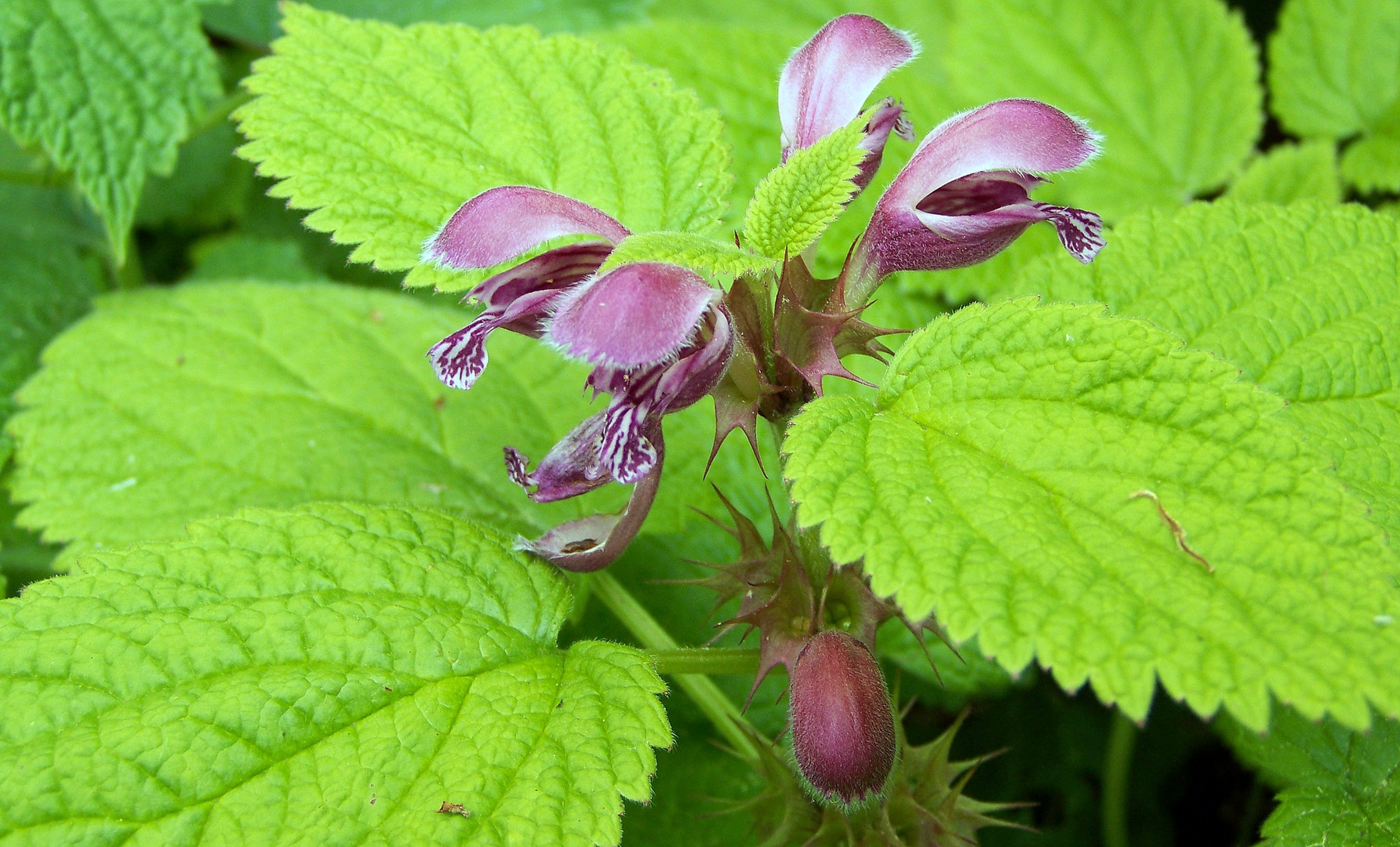 Pizarre Blüte