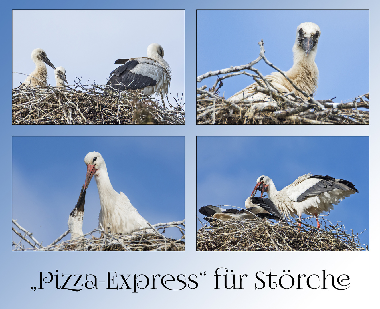 "Pizza-Express" für Störche 