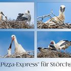 "Pizza-Express" für Störche 