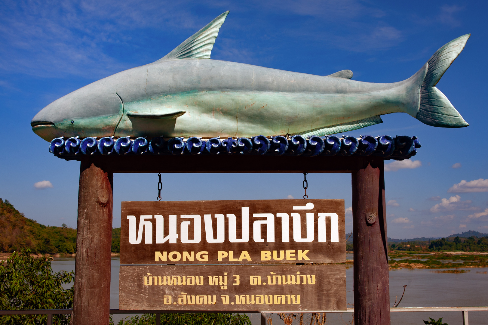 Pla Buek the Mekong giant catfish