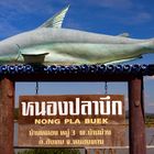 Pla Buek the Mekong giant catfish