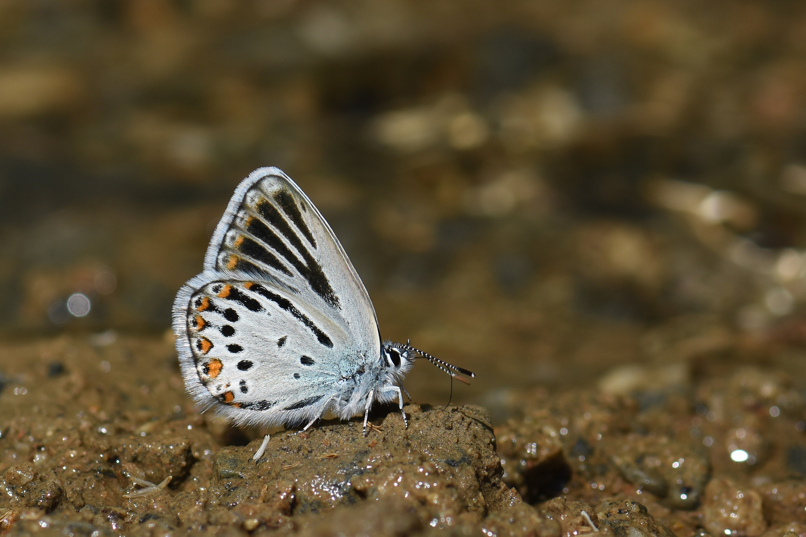 Plabejus modicus , Anatolian Zephyr Blue
