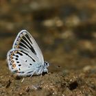 Plabejus modicus , Anatolian Zephyr Blue