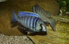 Placidochromis Elektra