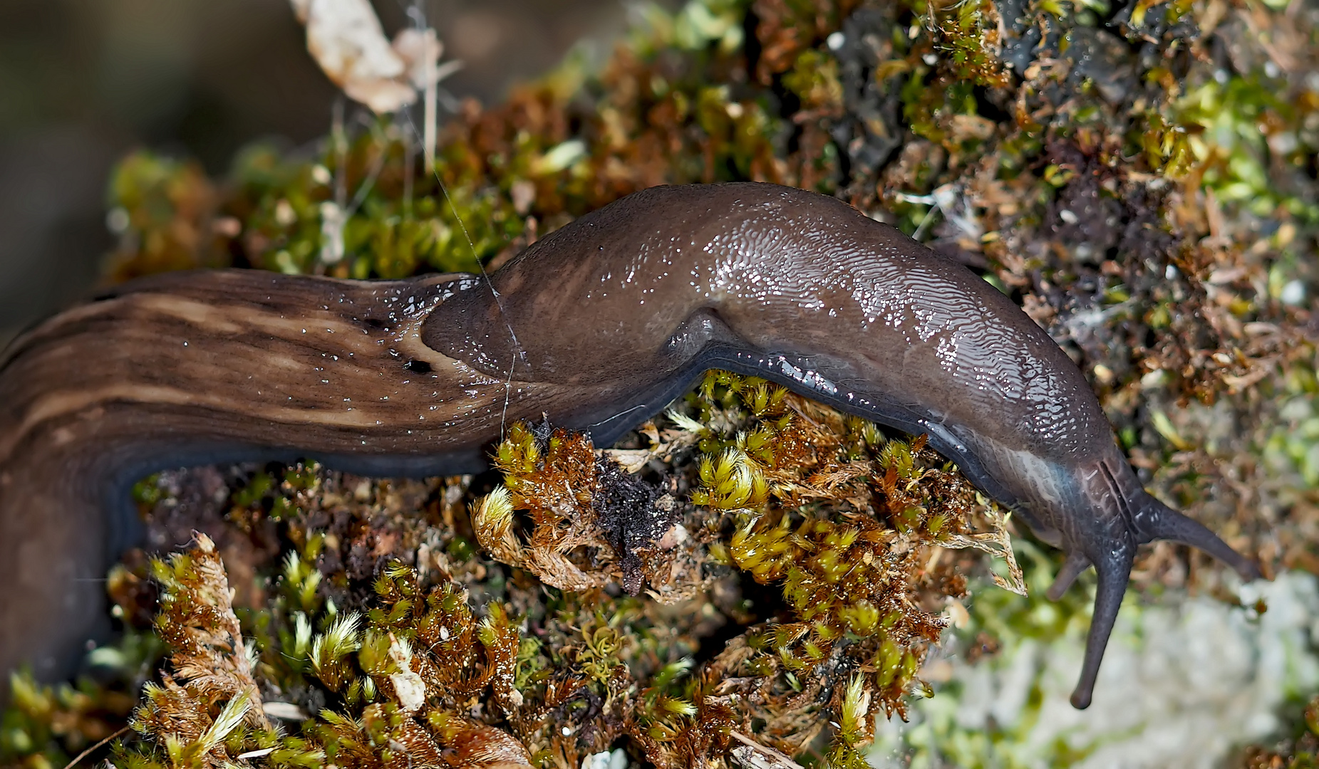 Plädoyer für den nützlichen Schwarzen Schnegel (Limax cinereoniger)! - Une limace très utile!