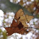 PLÄNTERWALD - so sieht der Herbst aus