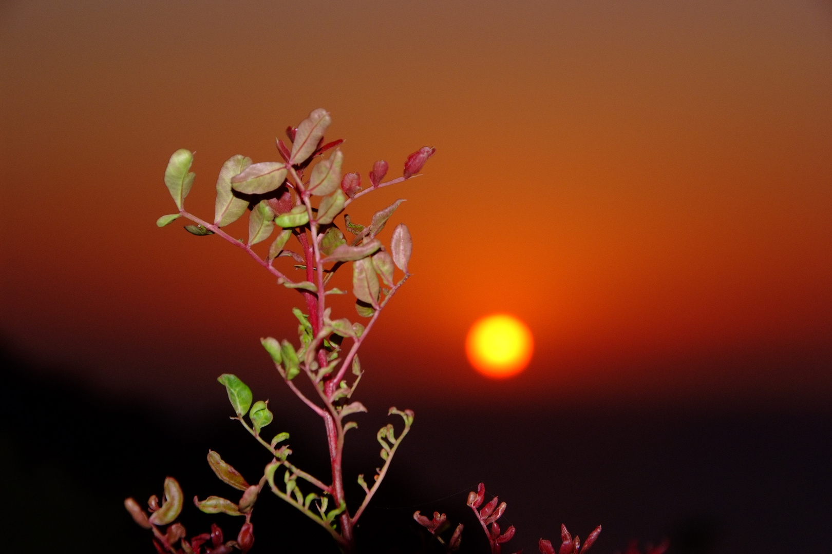 Plänzchen im Sonnenuntergang