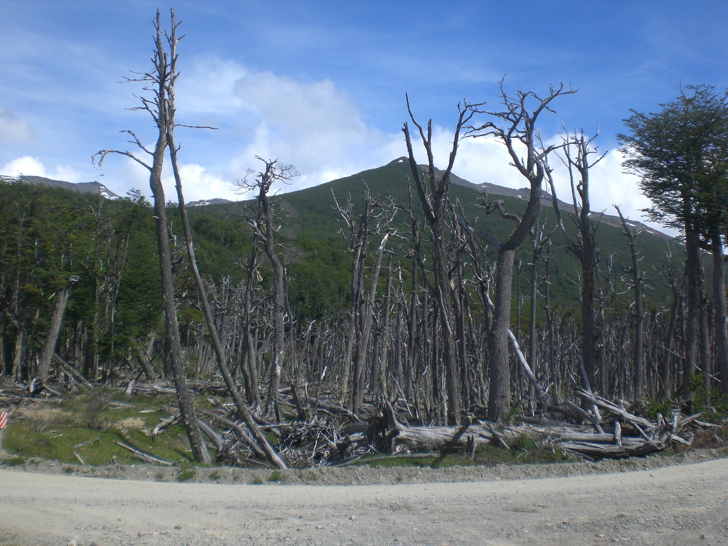 Plaga de castores , Usuhaia, Argentina