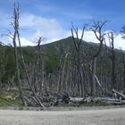 Plaga de castores , Usuhaia, Argentina