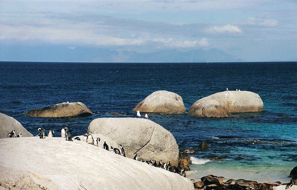 Plage aux manchots