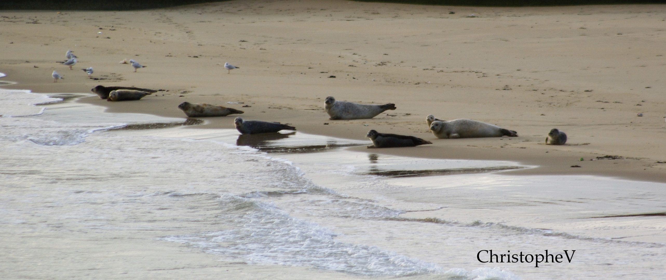 Plage aux Phoques