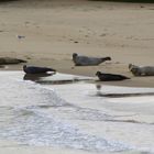 Plage aux Phoques