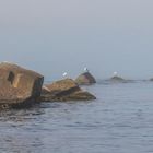 Plage Cap Blanc Oran 