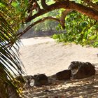 Plage Cluny Guadeloupe