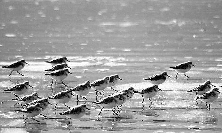 plage de carroual ... Vite, on rentre !