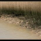 Plage de sable fin