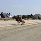 plage du Crotoy en septembre  (2)