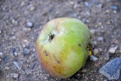 Plagegeist beißt in sauren Apfel