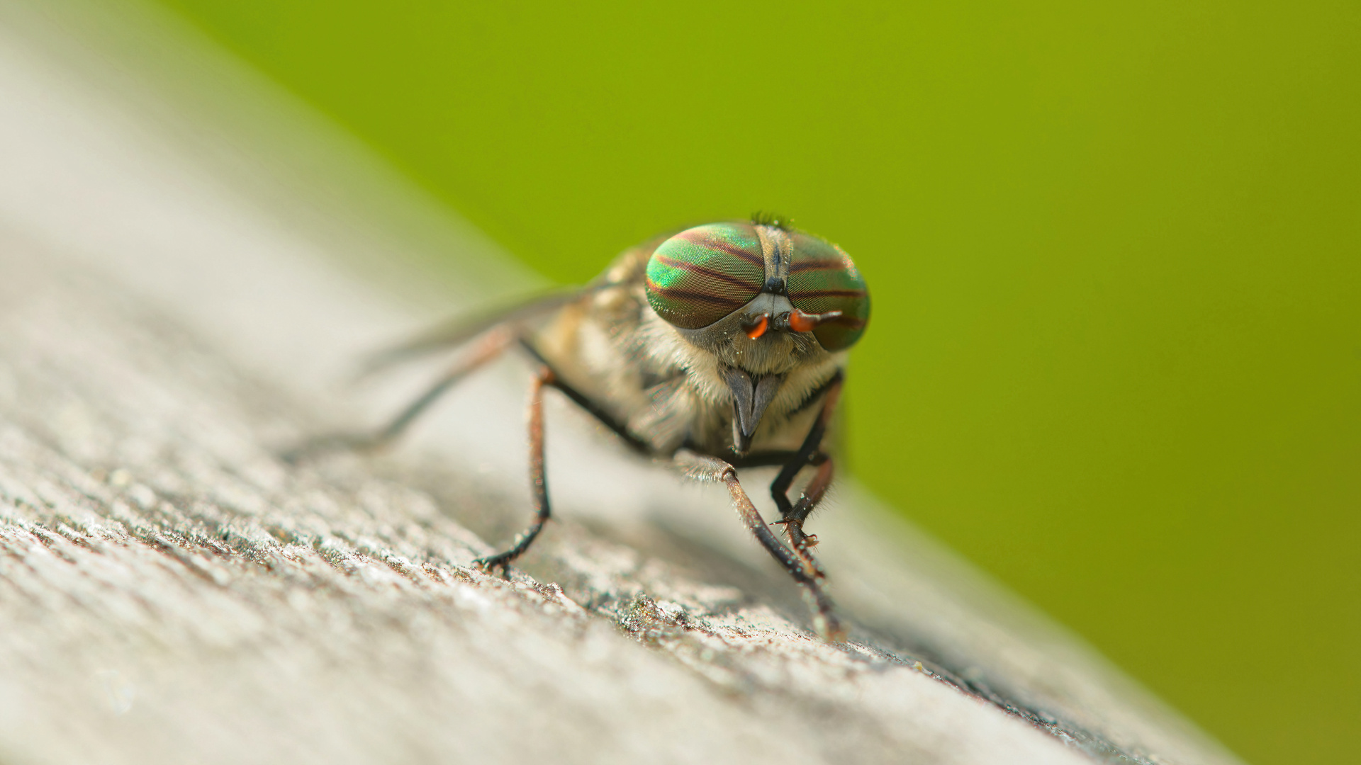 Plagegeist mit herrlichen Augen