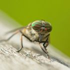 Plagegeist mit herrlichen Augen