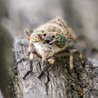 Plagegeist mit herrlichen Augen (Stackaufnahme)