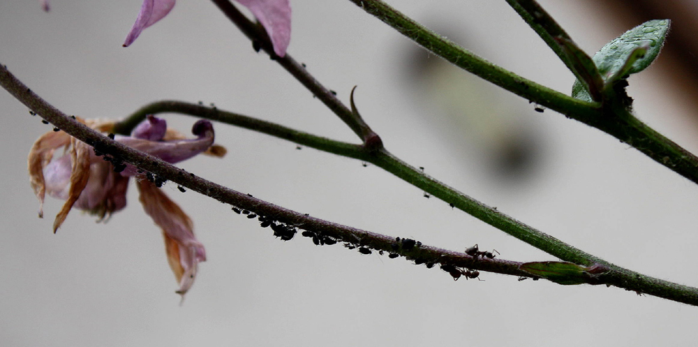 Plagegeister im Garten