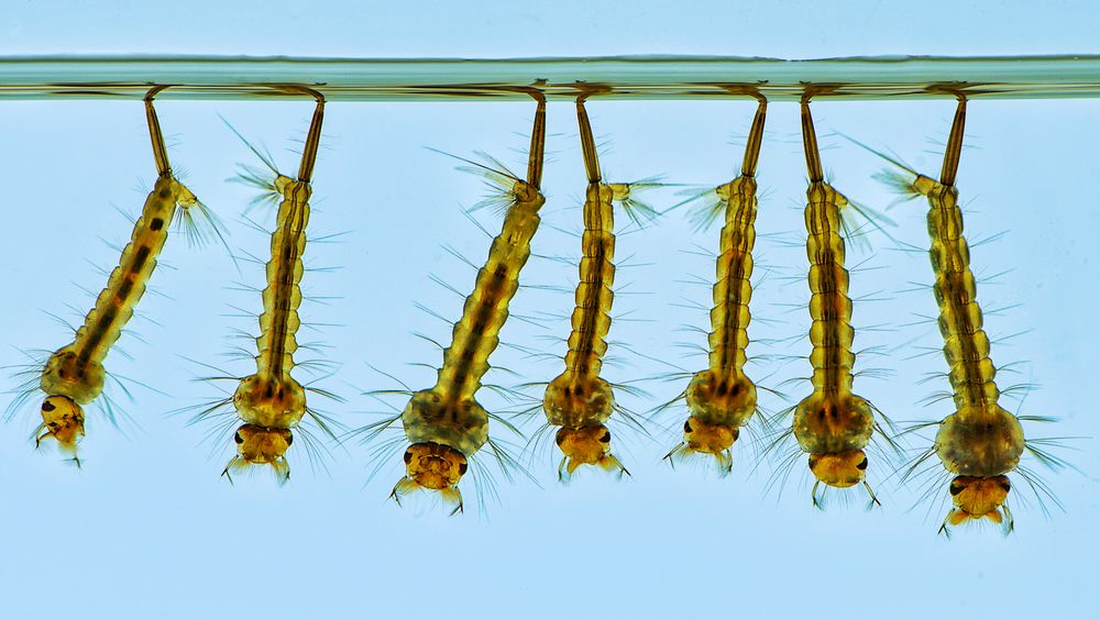 Plagegeister, (Mückenlarven). Foto & Bild wasser, natur, macro Bilder