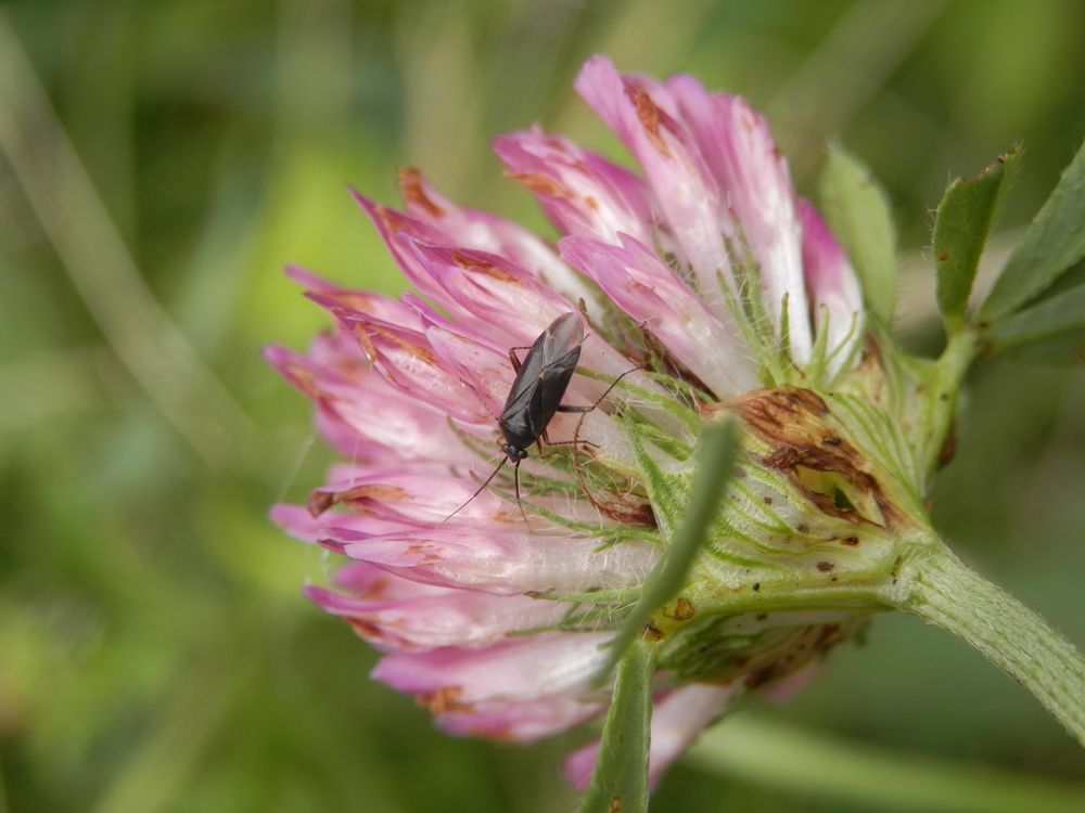 Plagiognathus arbustorum - dunkle Farbvariante