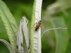 Plagiognathus arbustorum - eine freundliche Weichwanze