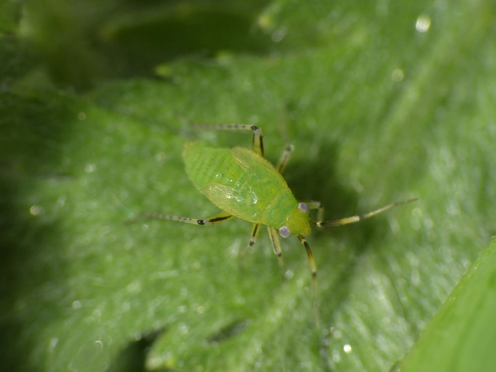 Plagiognathus arbustorum - L5 Larvenstadium