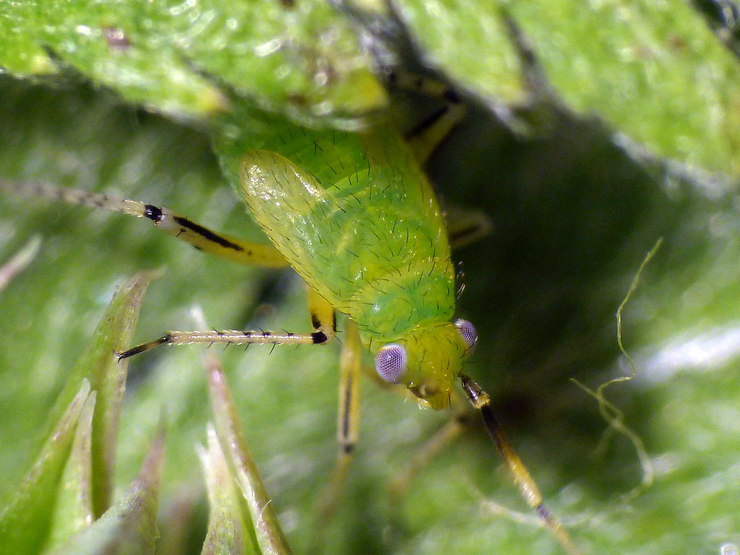 Plagiognathus arbustorum - L5 Larvenstadium