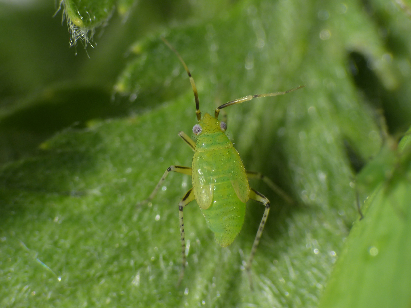 Plagiognathus arbustorum - L5 Larvenstadium