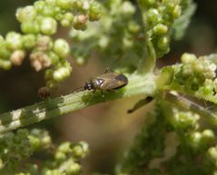 Plagiognathus arbustorum rennt eine Brennessel entlang