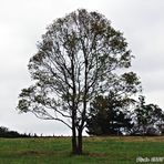 Plain and Simple A Tree