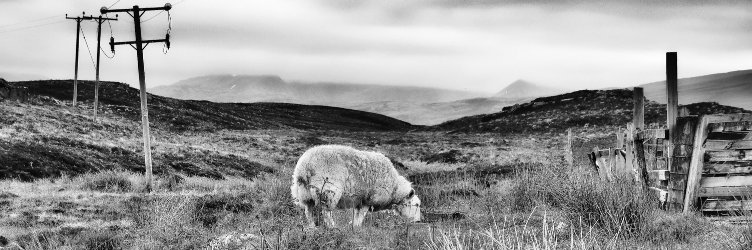 Plain of Lostness   --   Highland Sheep ©D5243_BW-p-05_3#1